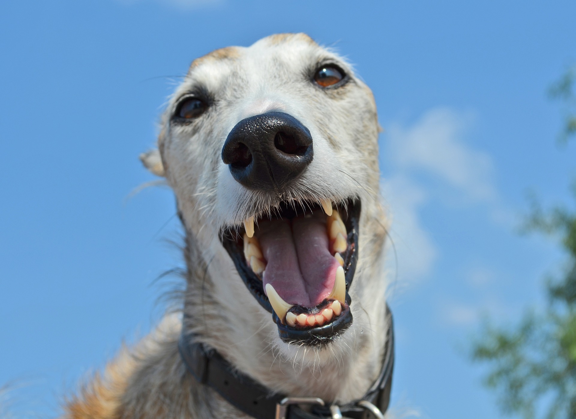 Parodontose Hos Hunde