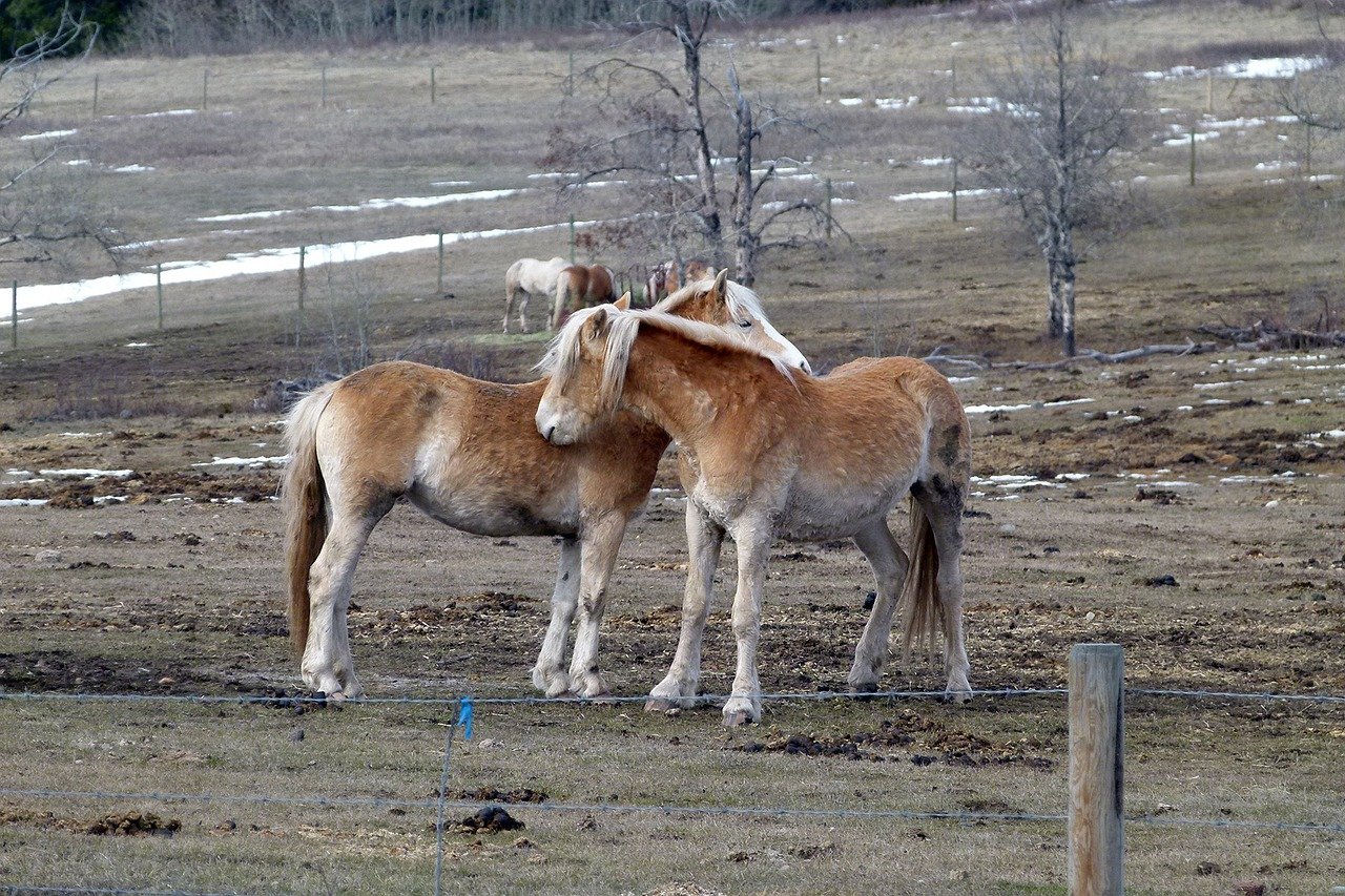 Den Islandske Hest